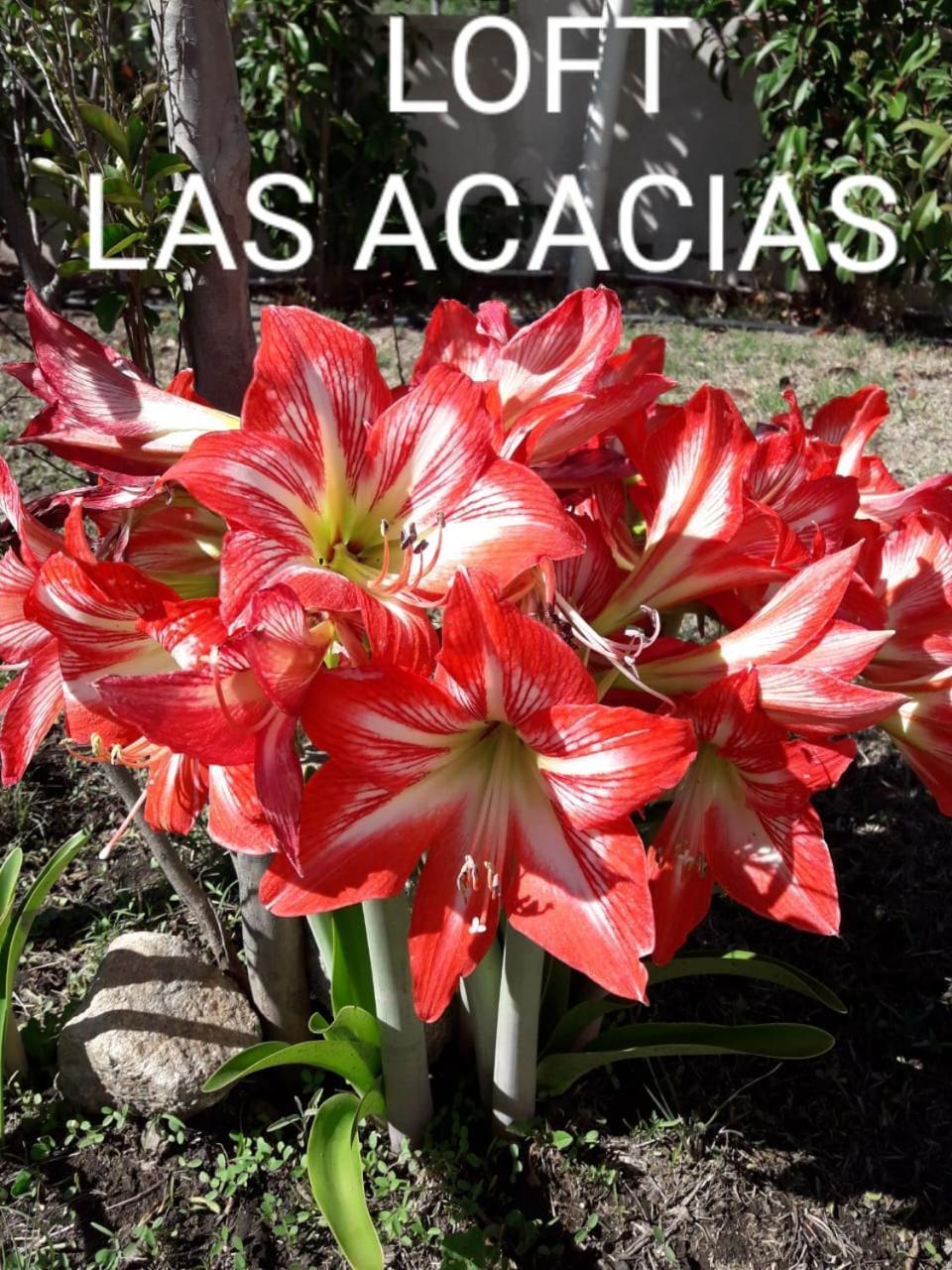 Loft Las Acacias Potrero de los Funes Εξωτερικό φωτογραφία
